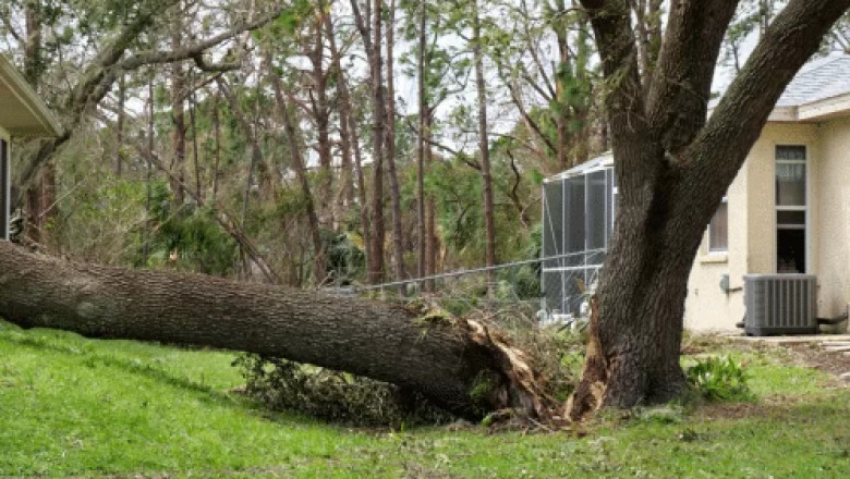 Transform Your Landscape with a Trusted Cheap Tree Trimming Service