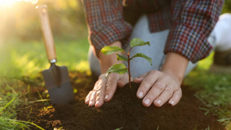 Tree Planting: A Total Direct for a Greener Tomorrow