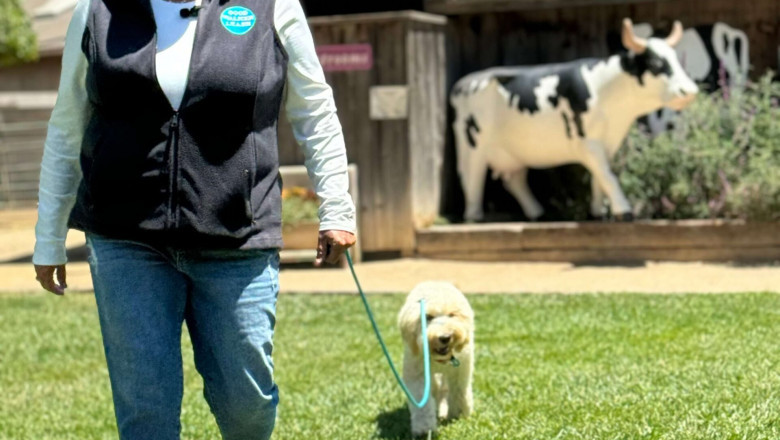 The New Way to Walk: Your Modern Lifestyle with Good Walker Hands-free Leash