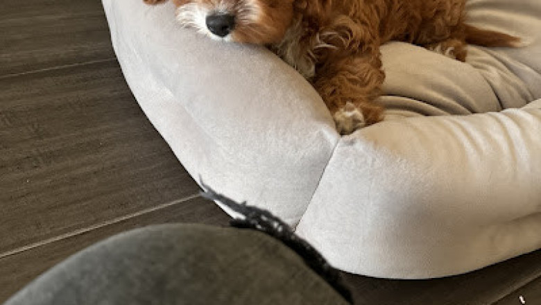 What Are the Key Steps in the Pet Adoption Process?