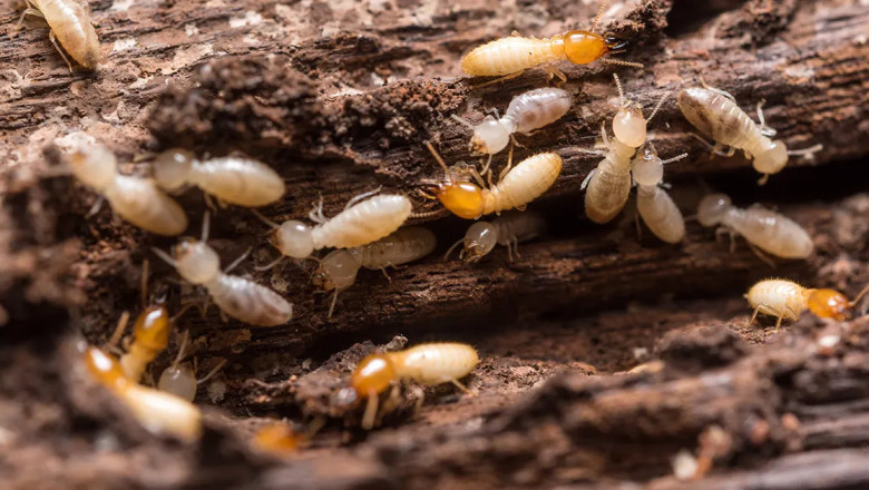 Top 5 Reasons to Invest in Professional White Ants Pest Control