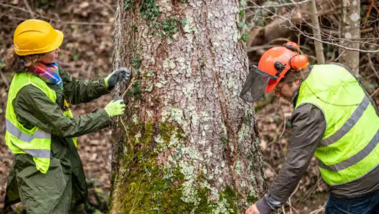 Affordable Tree Trimming Service in Houston – Get a Free Quote Today!