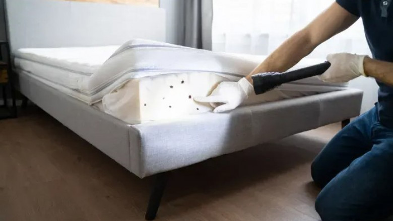 Top Bed Bug Removal Methods Used by Professionals in Singapore