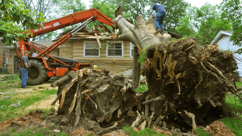 Top-Rated Affordable Tree Service in Houston for Budget-Conscious Homeowners