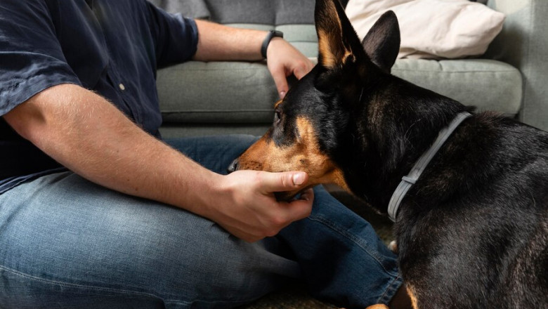 Fenbendazole Tablet Treatment of Parasite Infections in Animals
