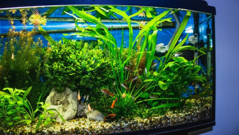 Glass Aquarium Manufacturing Plant Report 2025, Machinery, Cost Analysis and Raw Material Requirements