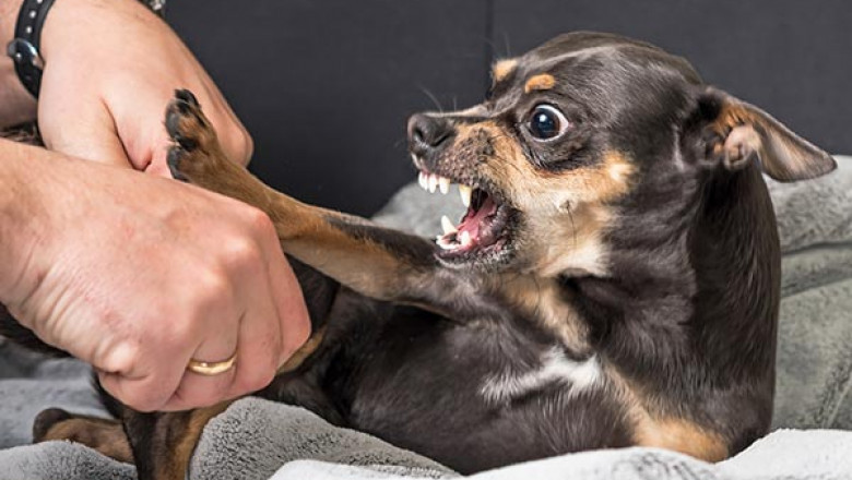 How Do I Stop My Dog from Biting or Nipping?