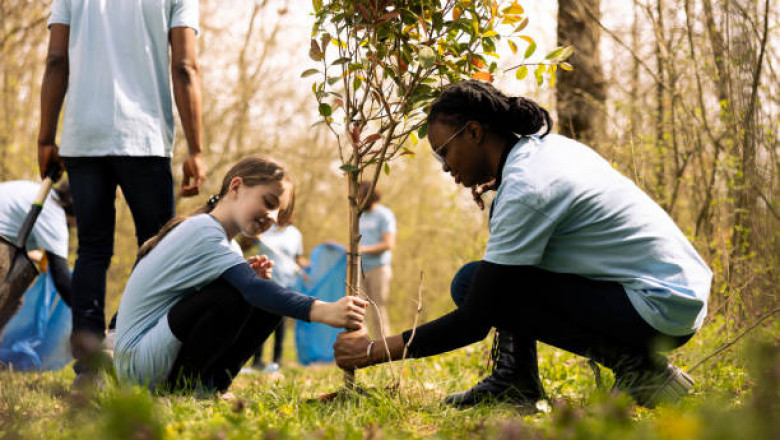 Tree Pruning: Basic Direct for Solid and Solid Trees