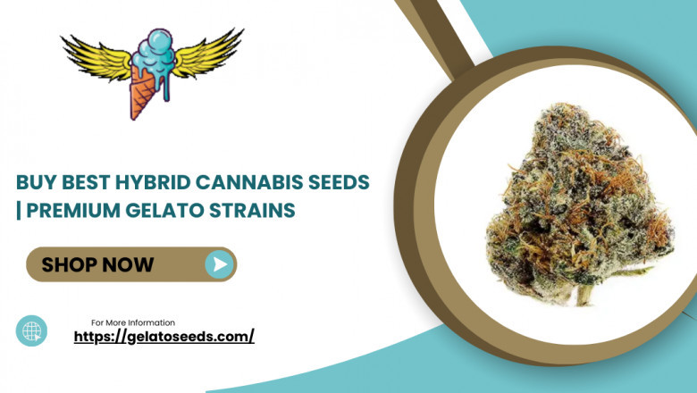 Buy Best Hybrid Cannabis Seeds | Premium Gelato Strains