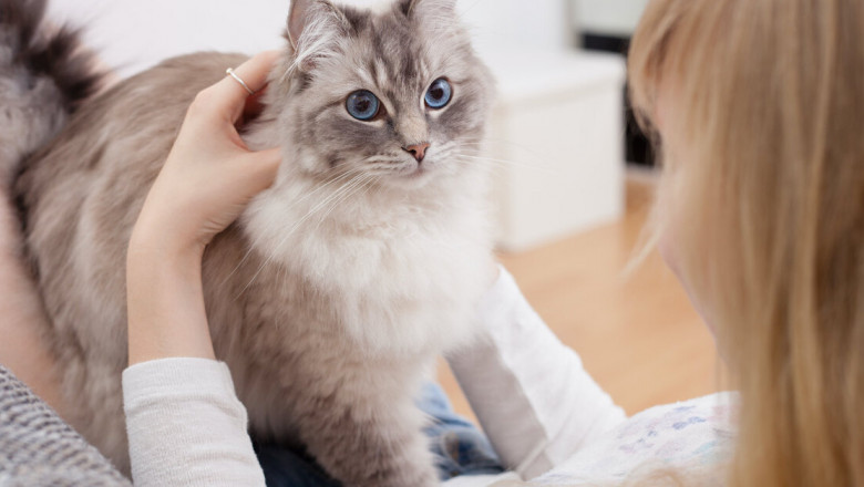 What Should You Look for in a Professional Cat Sitter?