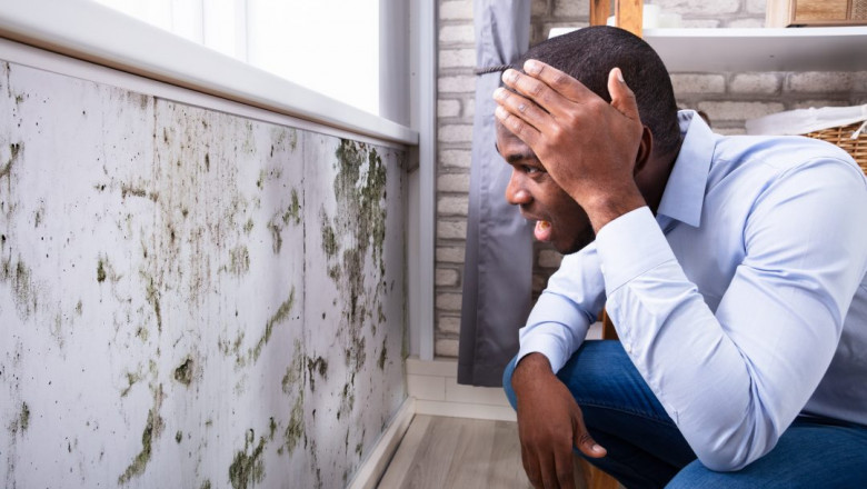 How Mold Inspections in Alexandria, VA Can Protect Your Home and Health