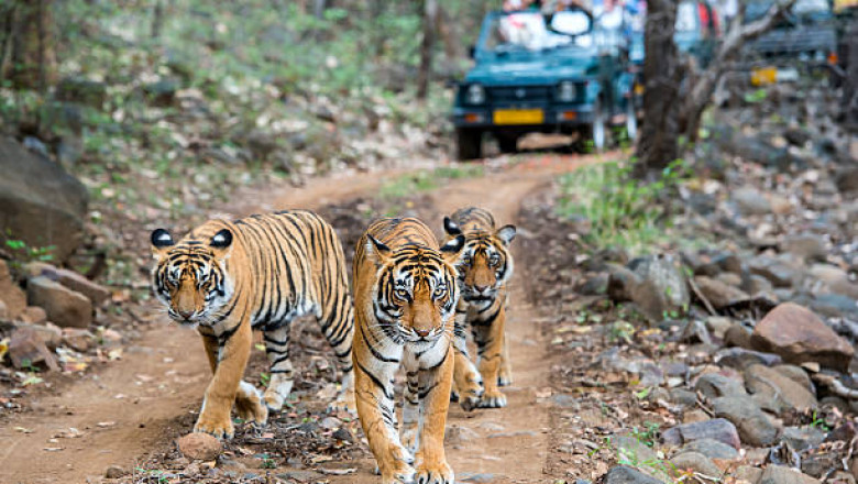 Explore the Best Wildlife Tours of India for Nature Lovers