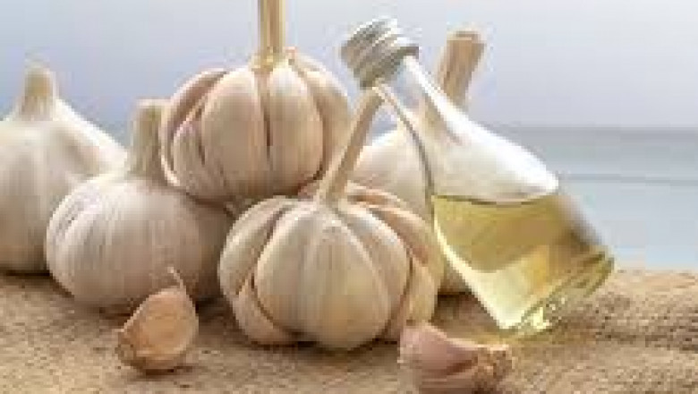 Trusted Garlic Oil Manufacturers for Potent Natural Extracts
