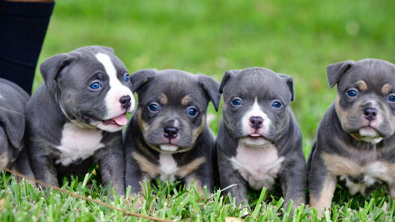 American Bully Puppies for Sale in New Jersey Loving, Loyal, and Adorable