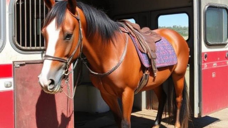 Ensuring Safety and Comfort: The Essentials of Specialized Equine Transportation