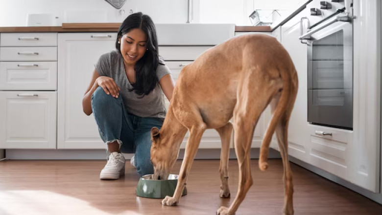 Healthy Hounds: Know The Role of Dog Vitamins and Supplements