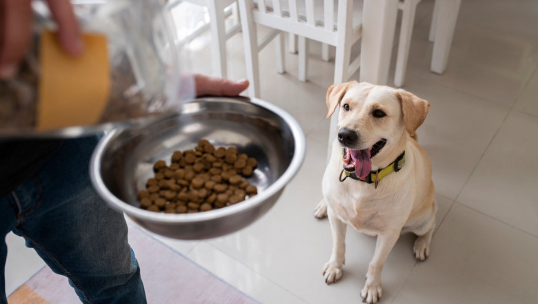 7 Natural Dog Supplements for a Healthier, Happier Pup