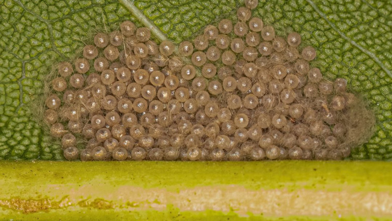How Insect Eggs Can Boost a Healthy Landscape