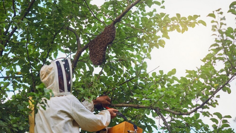 What to Do If You Find a Mud Dauber Nest Near Your Home in Ann Arbor