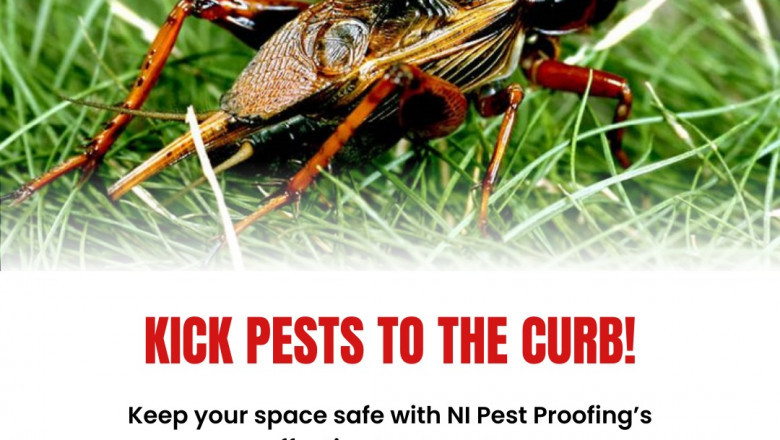 Fast & Reliable Pest Solutions: 24 Hour Pest Control in Belfast, Wasp Nest Removal & Pest Control in Antrim