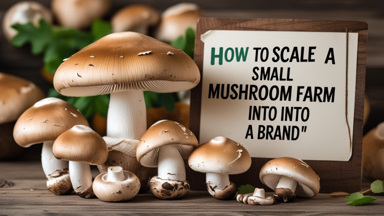 How to Scale a Small Mushroom Farm into a Brand