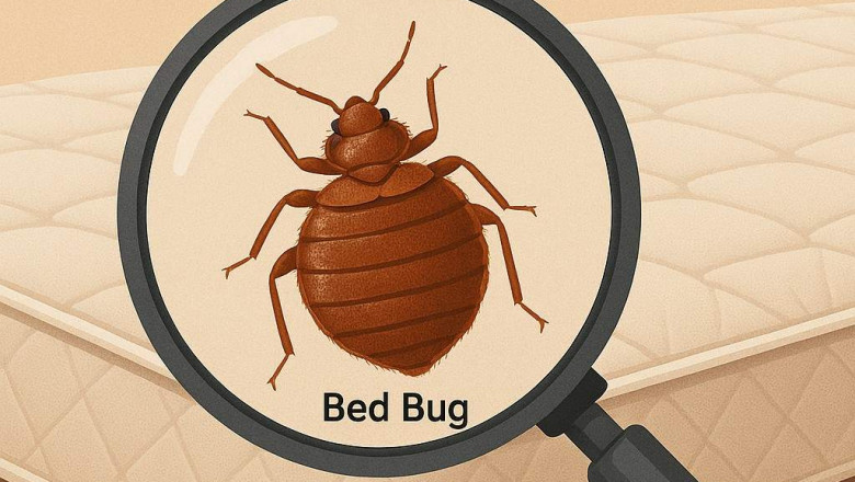 Bed Bug Treatment Hamilton: Fast Relief from Bed Bug Problems