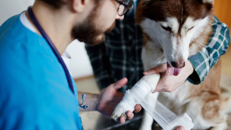 The Role of an Emergency Veterinarian Service in Pet Toxicity Treatment
