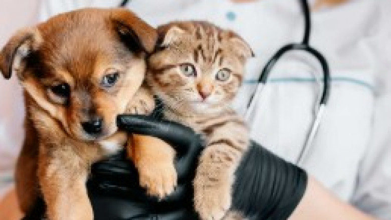 From Check-Ups to Emergencies: Your Full-Service Animal Hospital in Downey