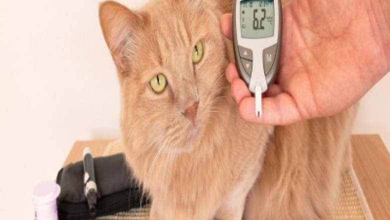 Pet Diabetes Care Devices Market is Estimated to Witness High Growth Owing to Increasing Adoption of Advanced Glucose Monitoring Devices