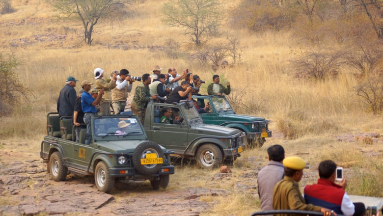 Jeep Safari in Ranthambore – Book the Best Wildlife Tour Experience