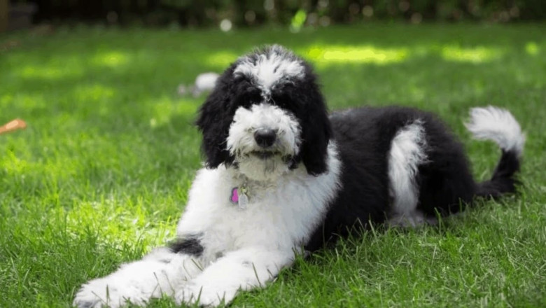 How Breeders Choose Parents for Sheepadoodle Puppies Breeding?