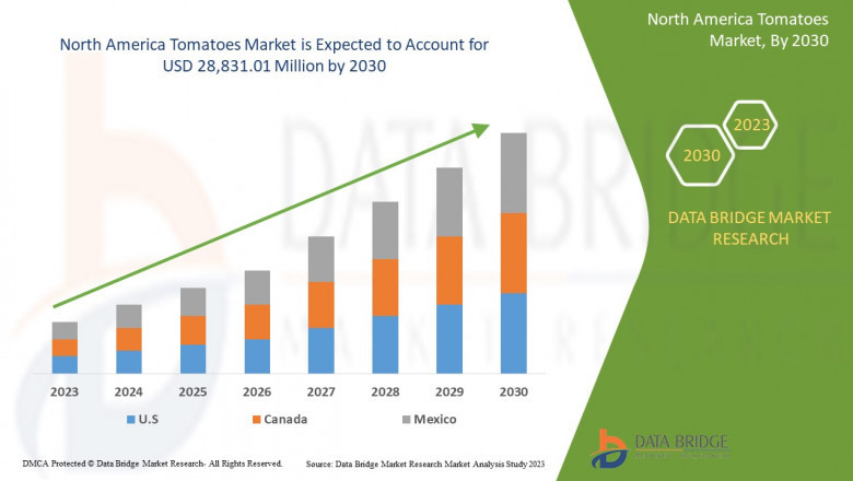 Yacht Charter Market Size, Growth Trends, and Forecast