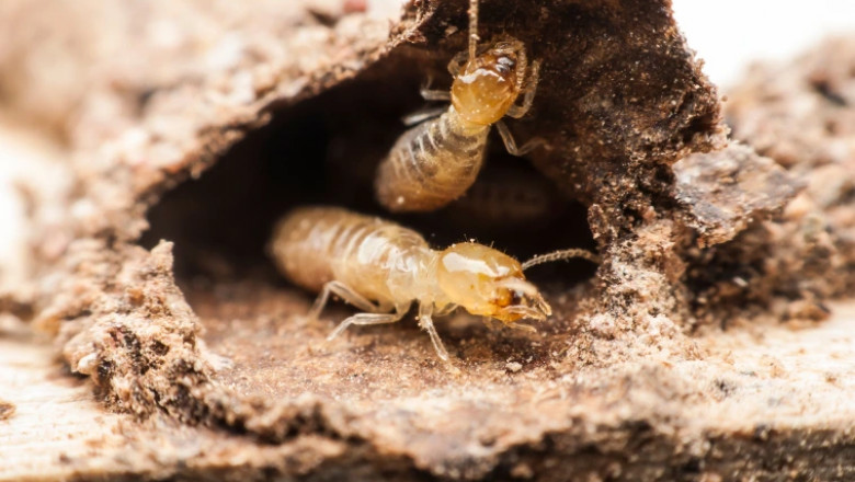 Termite Infestation: Why Timely Inspections Are Crucial for Homeowners