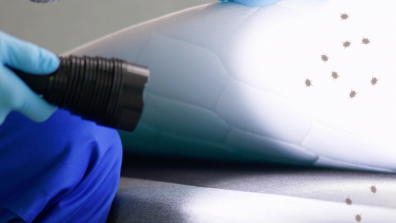 Expert Bed Bug Services: What to Expect & How They Work