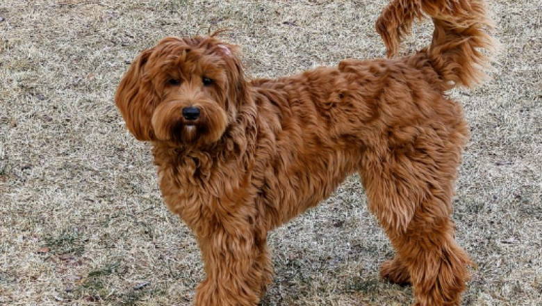 Find Healthy Puppies with Trusted New England Labradoodle Breeders