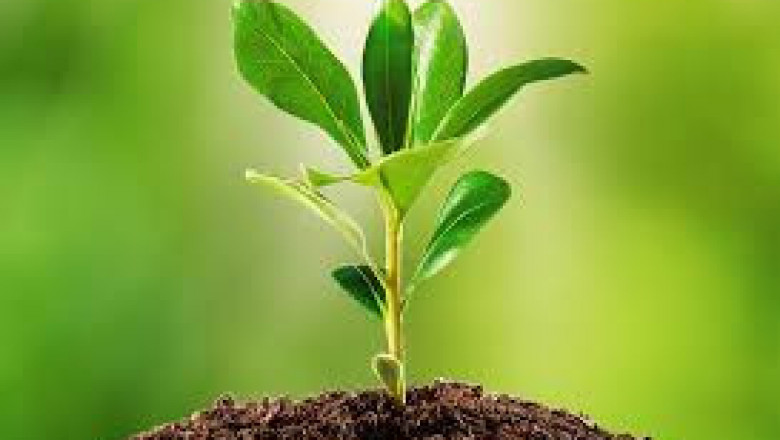 Plant