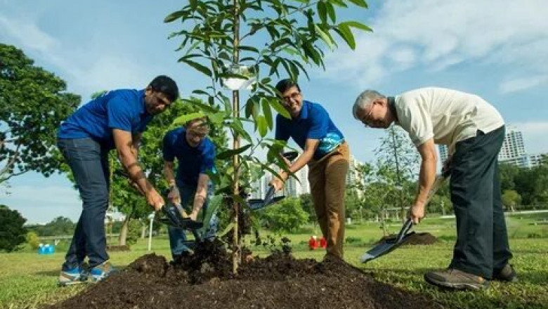 Tree Planting Solutions for Heatwaves and Water Shortages