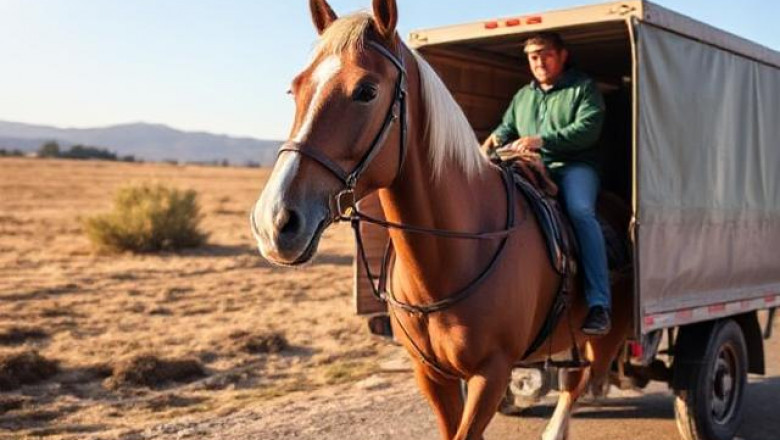 Choosing the Right Horse Transport Company: What to Look For