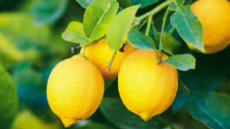 lemon