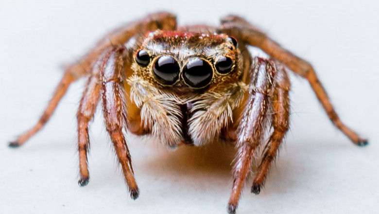 Understanding Web Spiders: The Silent Explorers of the Internet