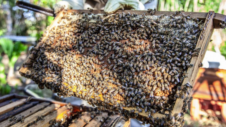 Teddy Bear Bees in Your Garden? Safe and Professional Bee Hive Removal in Melbourne