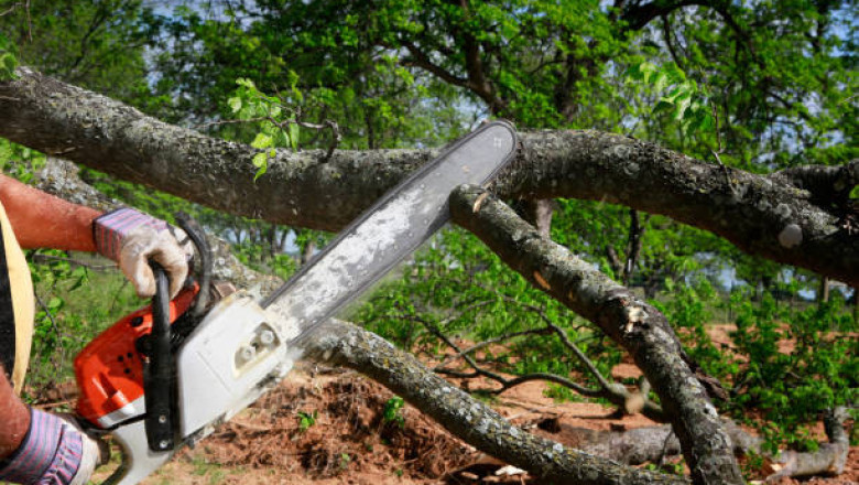 Understanding the Tree Service Process: What to Expect