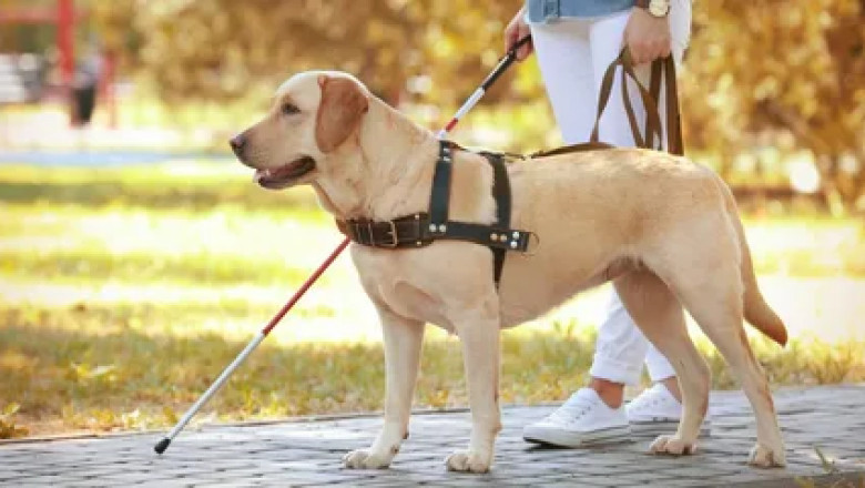 How Do Ethical Dog Breeders Ensure Healthy Puppy Genetics?