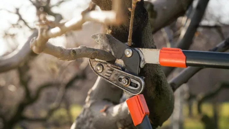 How Tree Pruning Services Help Boost Your Home's Curb Appeal