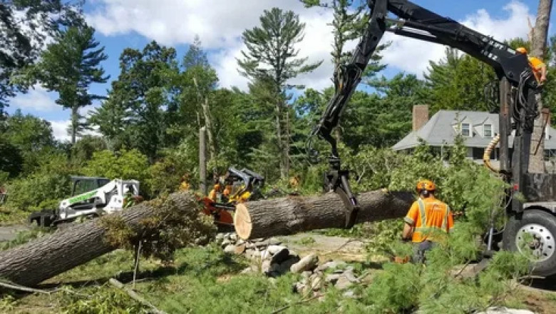 Is Your Yard Safe? Why Tree Service Matters More Than You Think