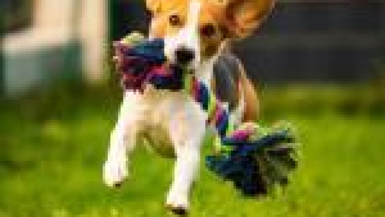 How to Keep Your Home Clean and Green with Eco-Friendly Pet Cleaning Products