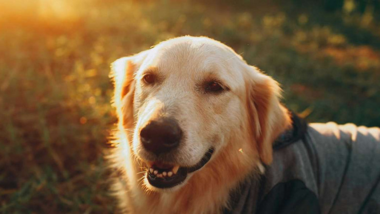 The Ultimate Guide to Pet Dental Care: Why Your Pet's Smile Matters