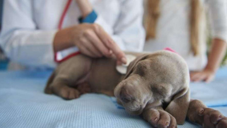 Why an Emergency Veterinarian Service Is Crucial for Pets