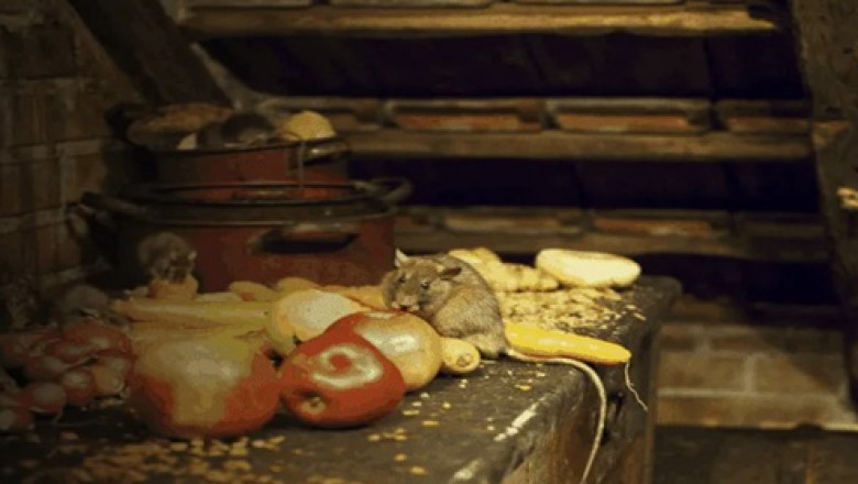 5 Common Myths About Rats – Debunked by Experts