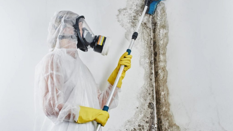 Mold Remediation Explained: Protecting Your Home and Health